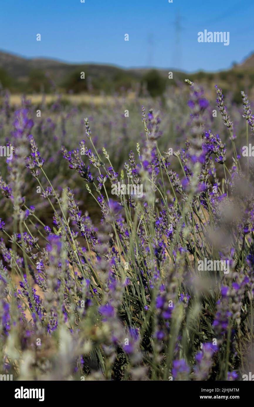 Campo de lavanda e iglesia en un pueblo de Castellón, Espagne Banque D'Images