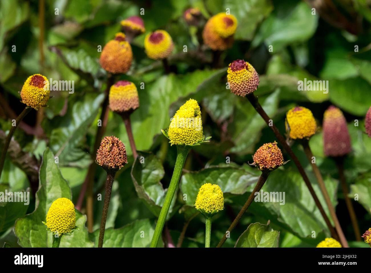 Plante comestible, Spilanthes, Acmella oleracea Banque D'Images