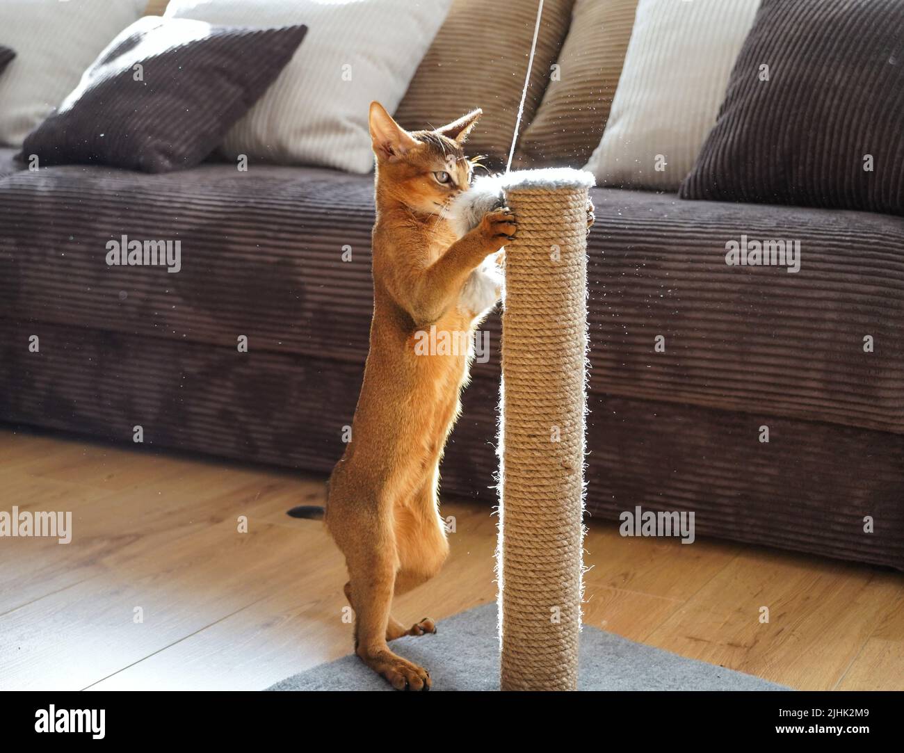Un drôle de chaton abyssinien jouant avec une souris dans un salon Banque D'Images