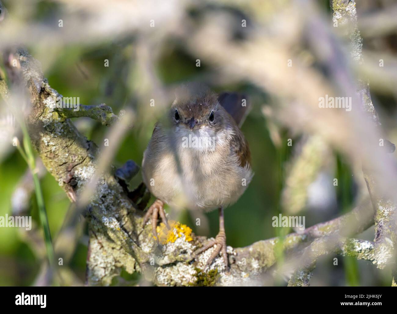 Jeune Wren perchée dans le Bush, Rutland Water, Royaume-Uni Banque D'Images