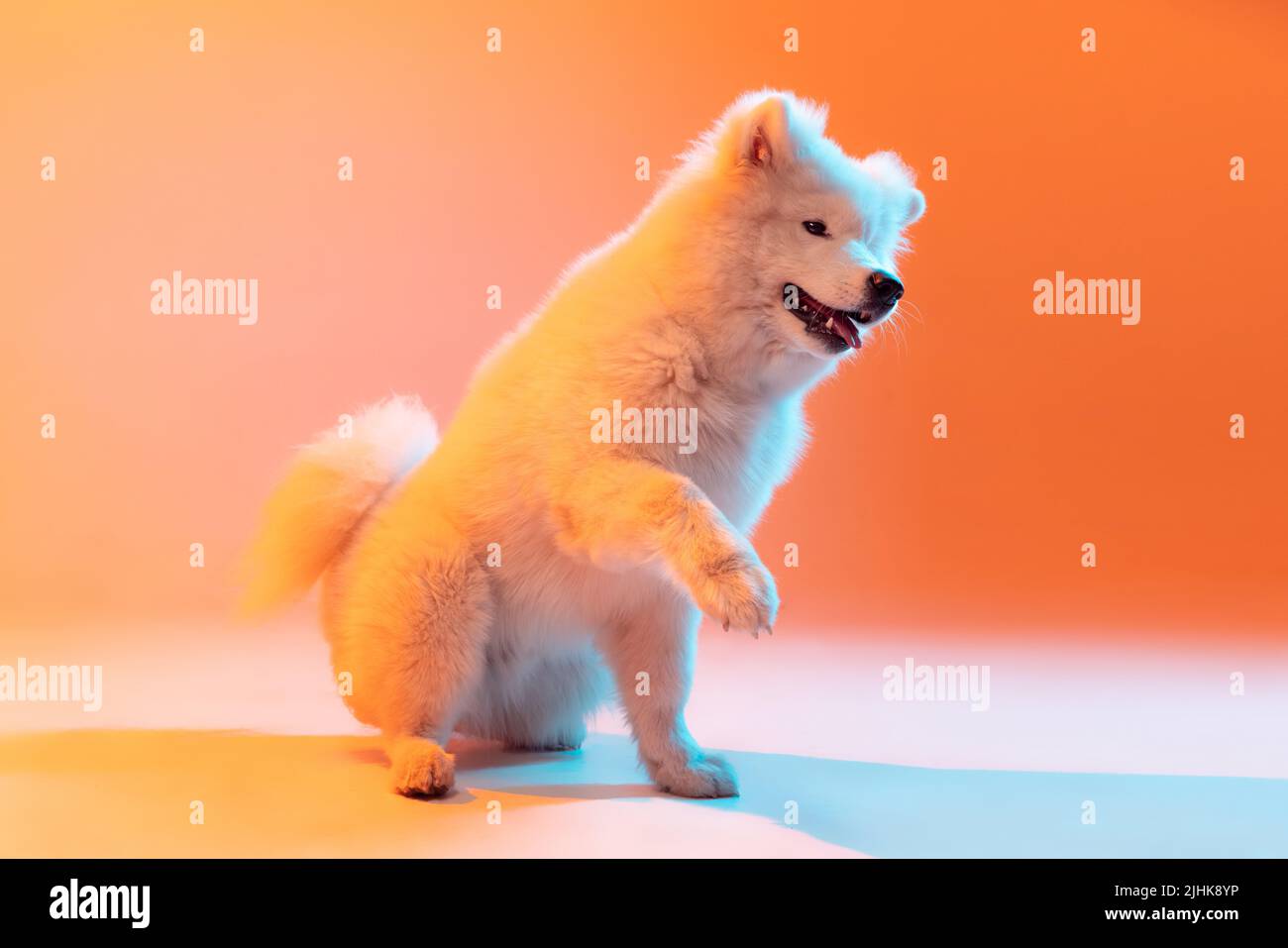 Un beau chien blanc doux Samoyed jouant isolé sur fond de couleur orange dans la lumière de néon. Concept d'animal, animaux, soins, mode, publicité Banque D'Images