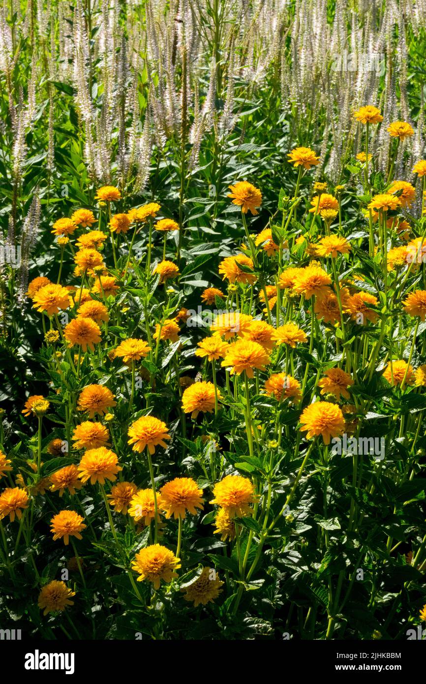 Fausse tournesol, Heliopsis helianthoides Asahi, jaune, Heliopsis, jardin, Mélange, fleurs Banque D'Images