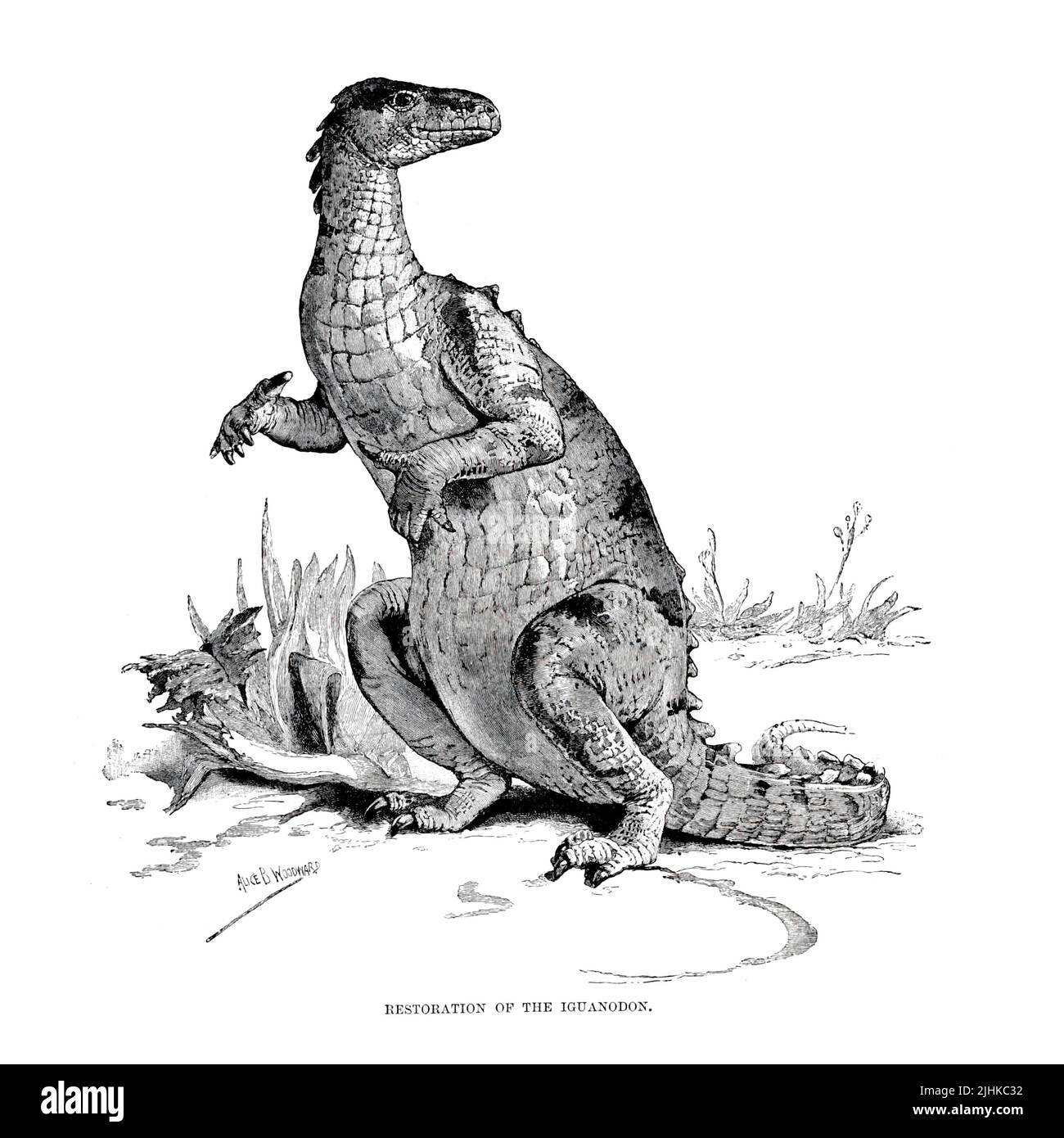Restauration de l'Iguanodon de l'histoire naturelle royale ÉDITÉ PAR RICHARD LYDEKKER Volume V 1896 Banque D'Images