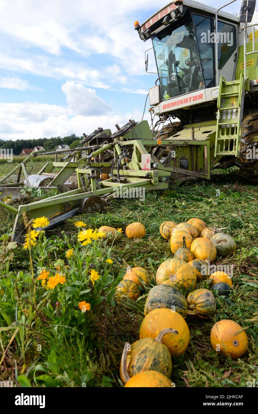 Autriche Styrie, culture de citrouilles à huile, les graines sont utilisées pour la transformation de l'huile de graines de citrouille , récolte avec la moissonneuse-batteuse Claas reconstituée spezial / Oesterreich Steiermark, Anbau von Kuerbis und Verarbeitung zu Kuerbiskernoel, Ernte mit einem speziell umgebautem Claas Maehfing von Kopf von Lohnderhmer in Karl Wilshundreshingen Banque D'Images