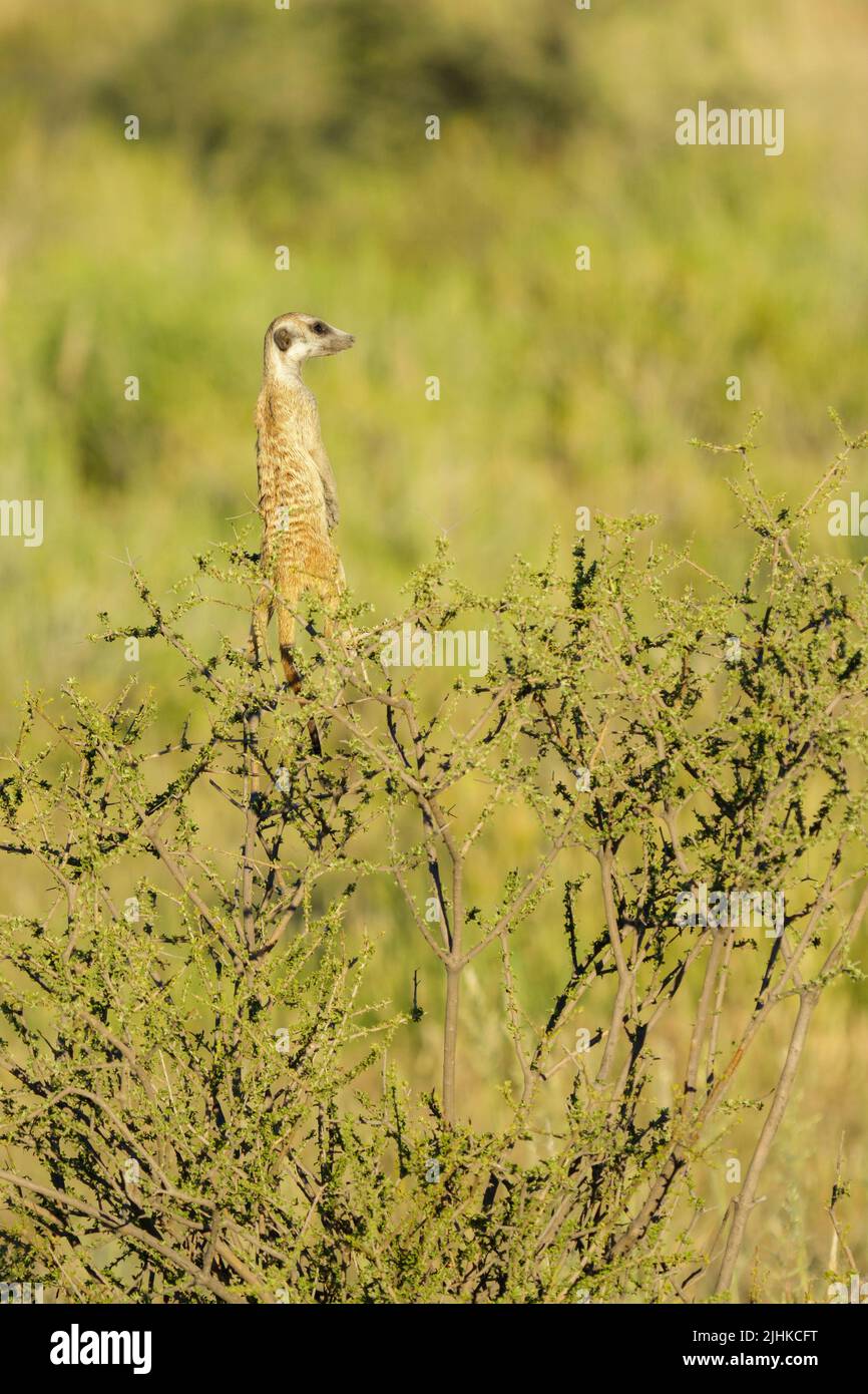 Sweet meerkat se trouve au-dessus d'un buisson. Kalahari, Parc national transfrontalier, Afrique du Sud Banque D'Images
