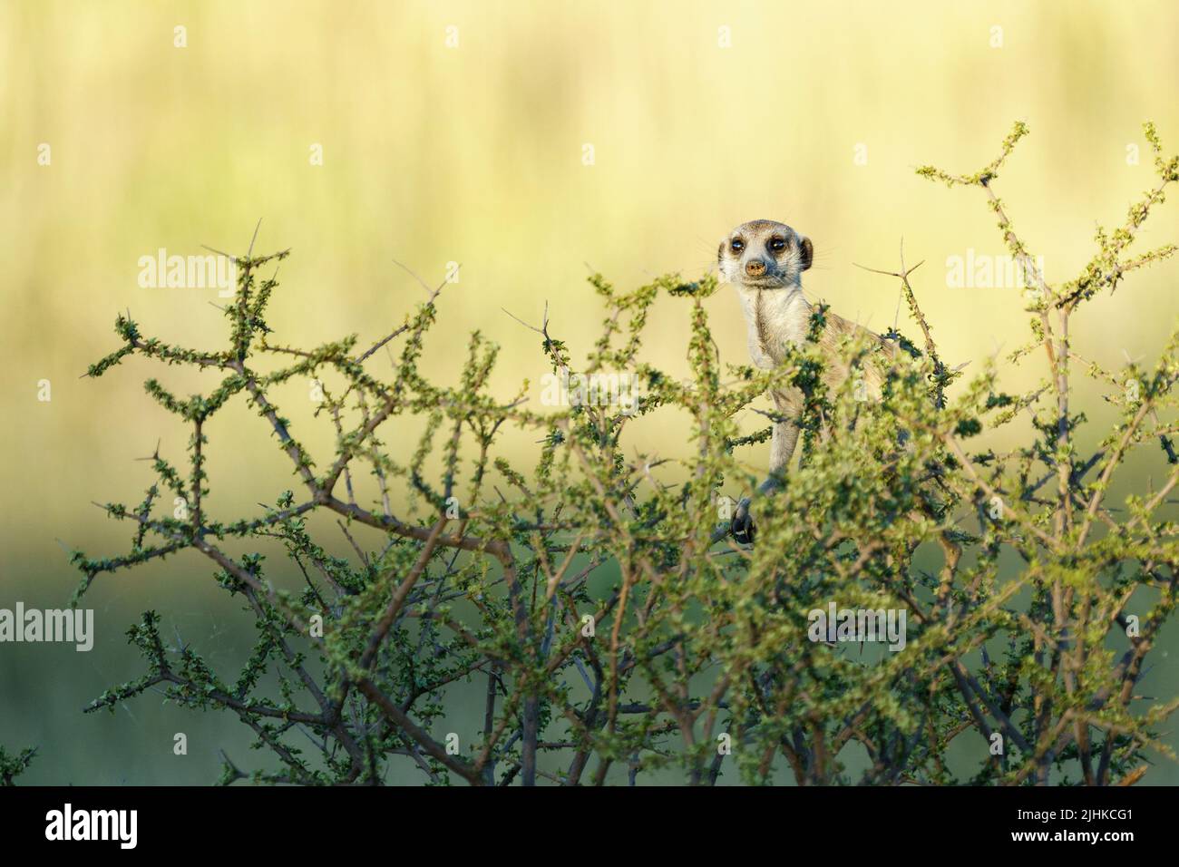 Sweet meerkat se trouve au-dessus d'un buisson. Kalahari, Parc national transfrontalier, Afrique du Sud Banque D'Images