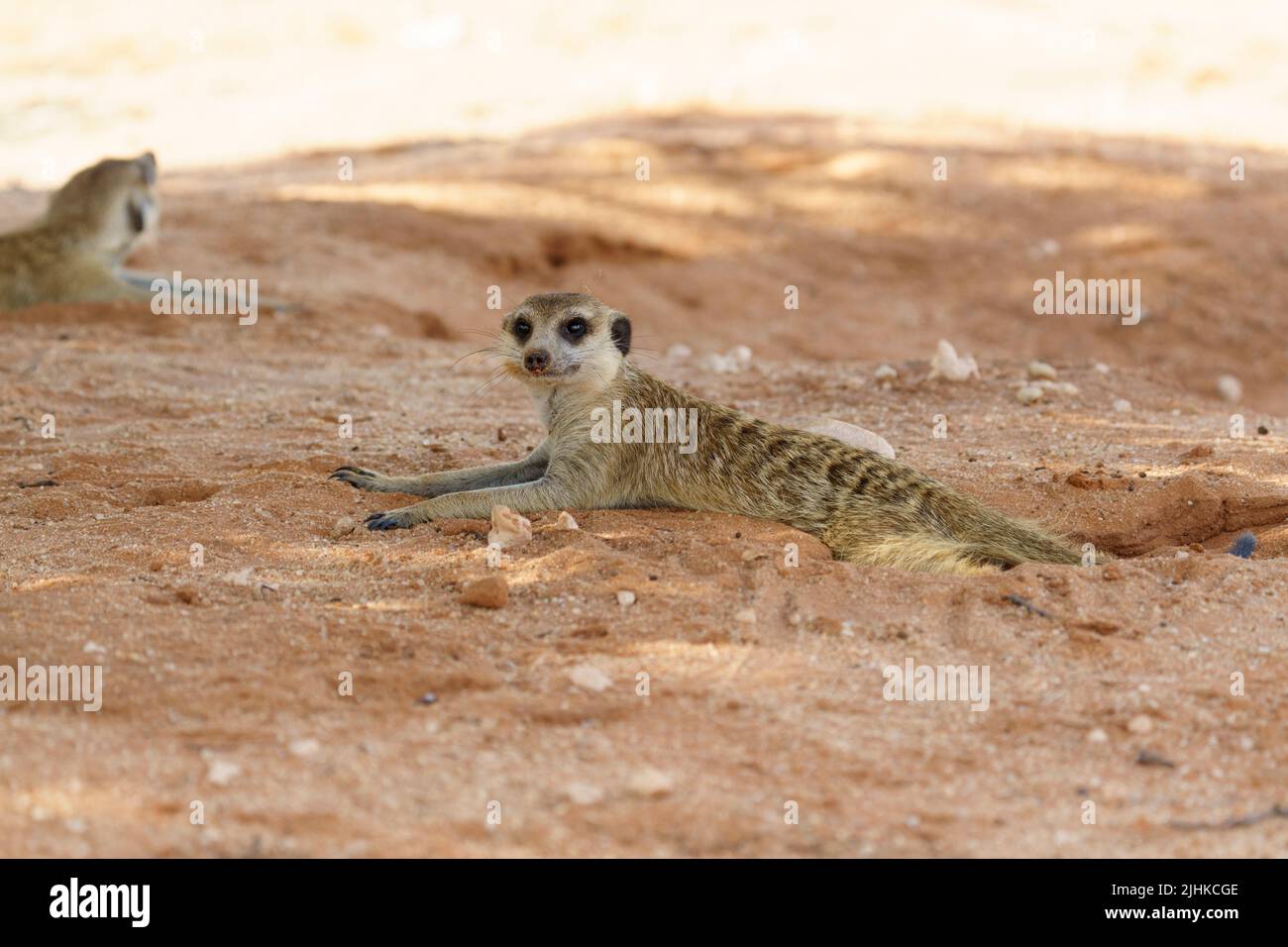 Le mignon Meerkat est couché sur terre. Kalahari, Parc national transfrontalier, Afrique du Sud Banque D'Images