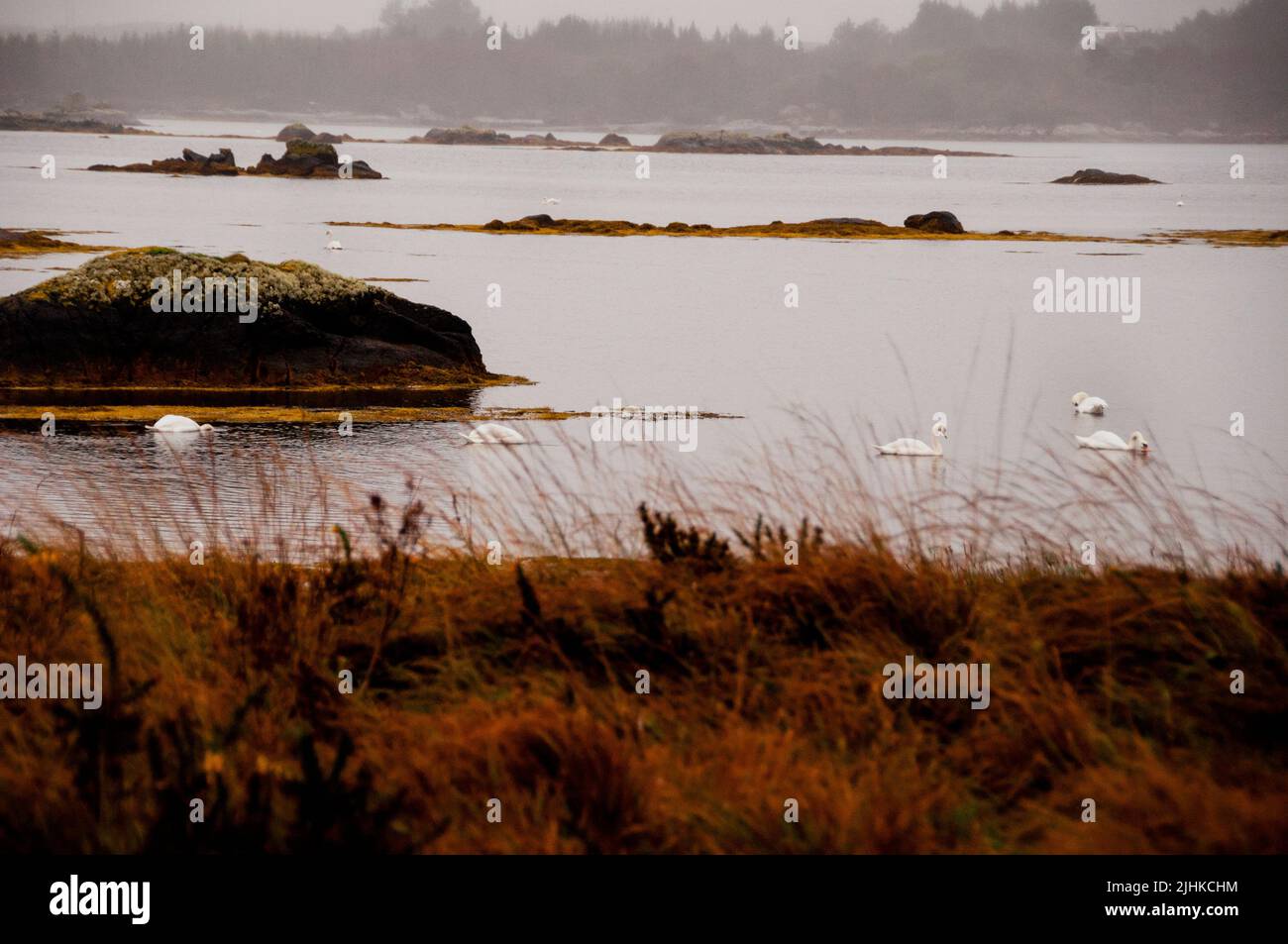 Zone humide des cygnes et des îles dans le Connemara, Irlande. Banque D'Images