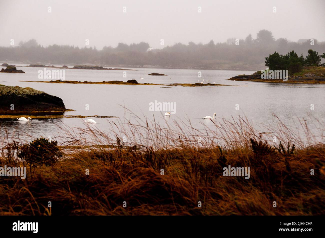 Zone humide des cygnes et des îles dans le Connemara, Irlande. Banque D'Images