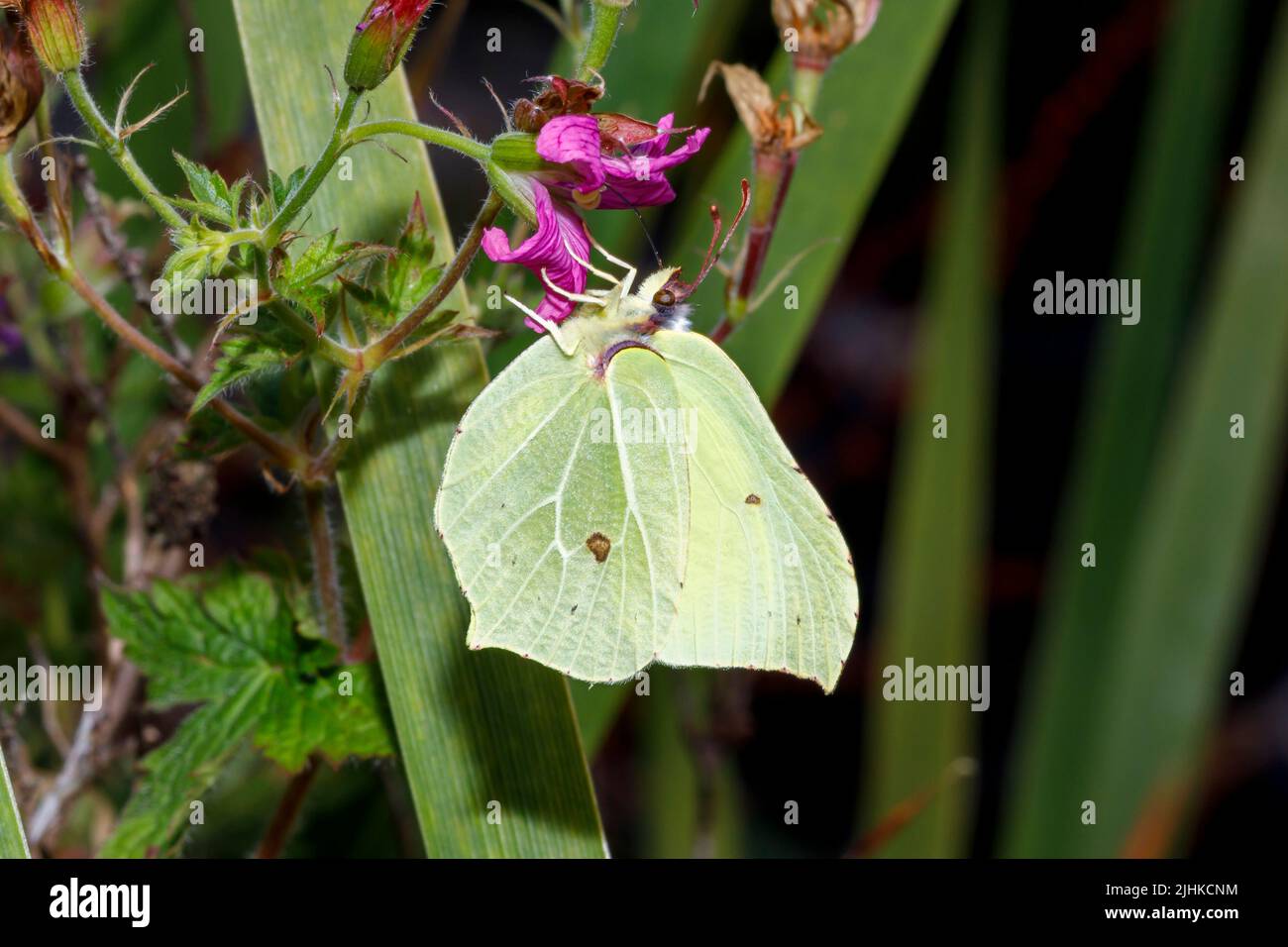 Papillon en pierre d'honneur (Gonepteryx rhamni) se nourrissant d'une fleur dans un jardin du Sussex, Royaume-Uni Banque D'Images
