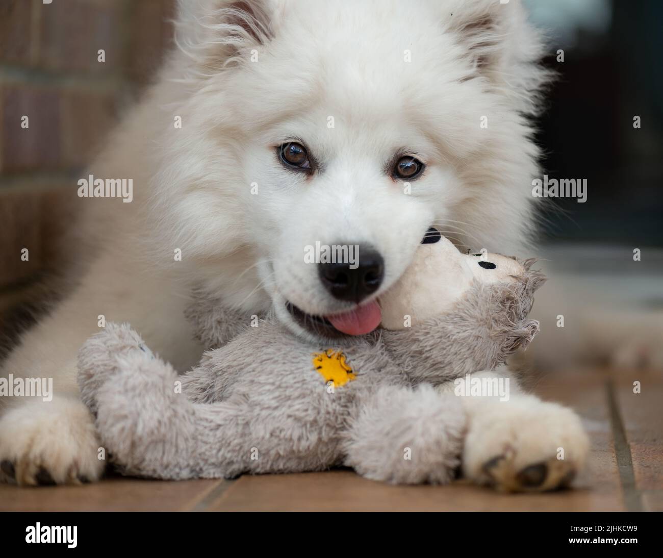 Chiot samoyé Banque D'Images