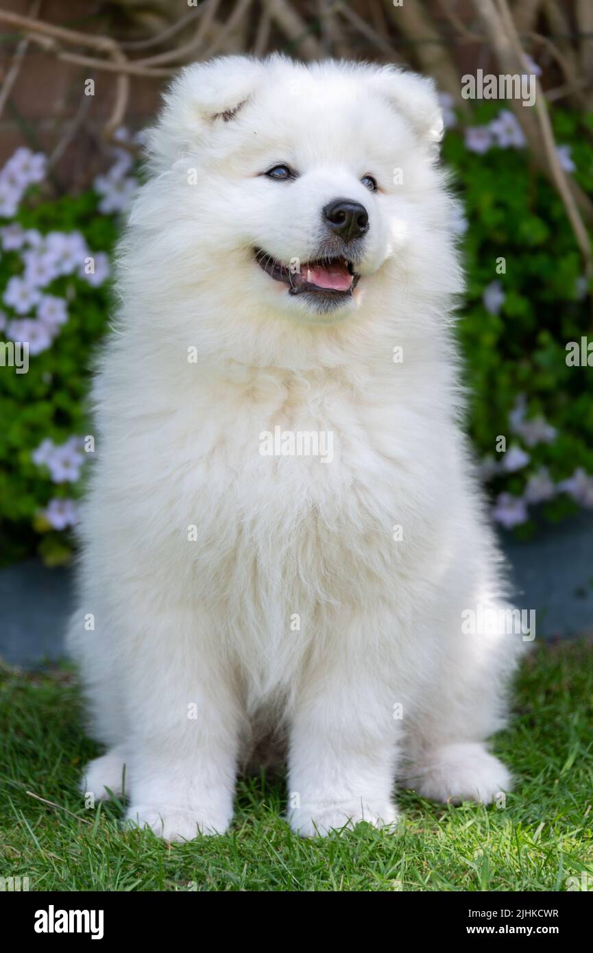 Chiot samoyé Banque D'Images