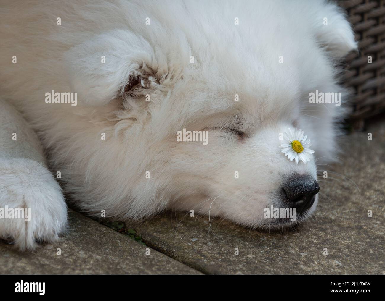 Chiot samoyé au nez de pâquerette Banque D'Images
