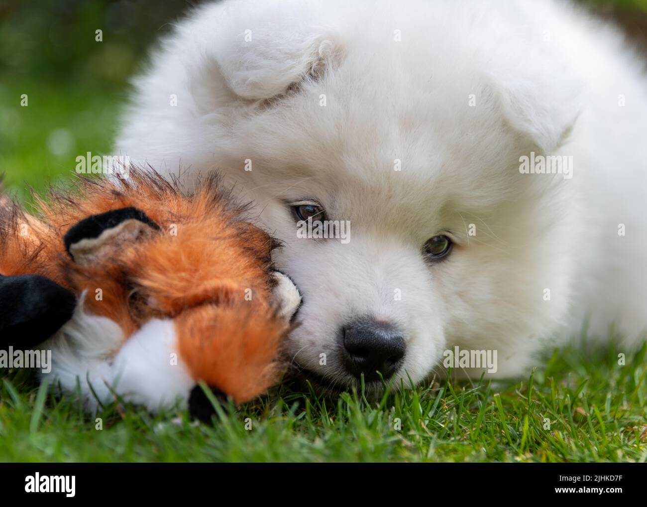 Chiot samoyé Banque D'Images
