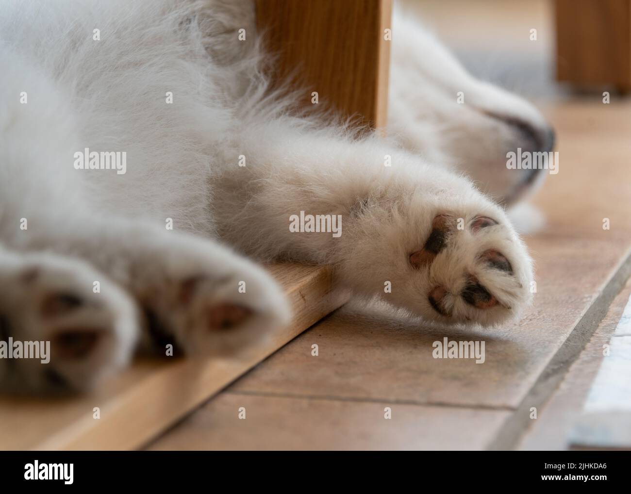 Chiot samoyé Banque D'Images