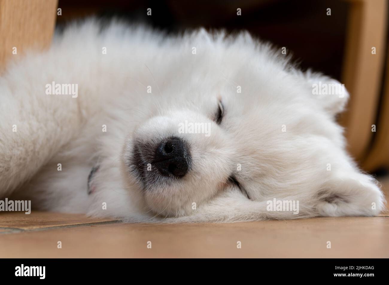 Chiot samoyé Banque D'Images