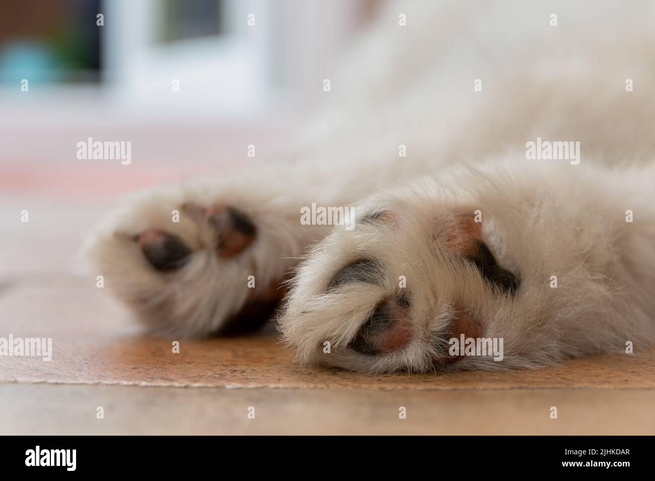 Chiot samoyé Banque D'Images