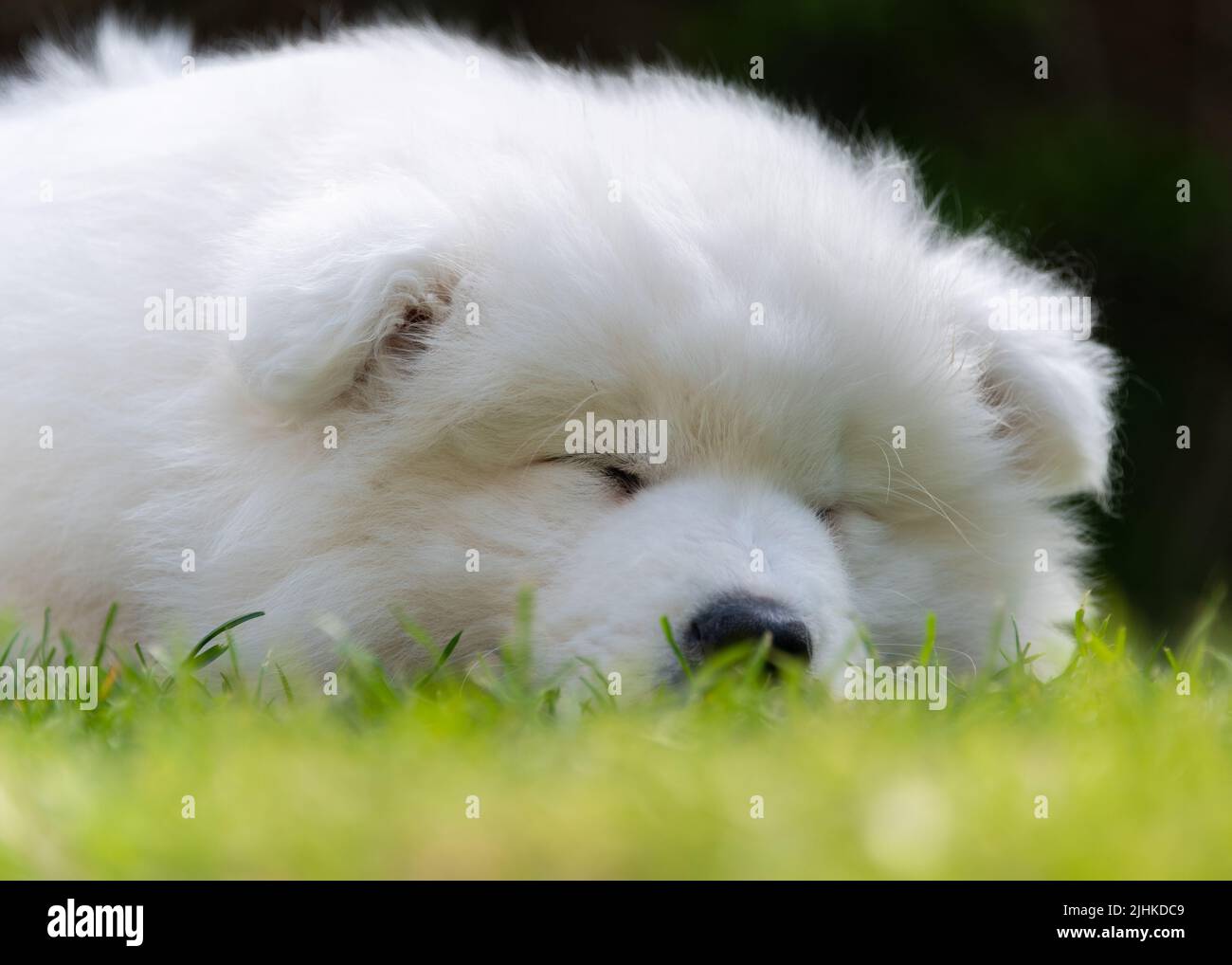 Chiot samoyé Banque D'Images