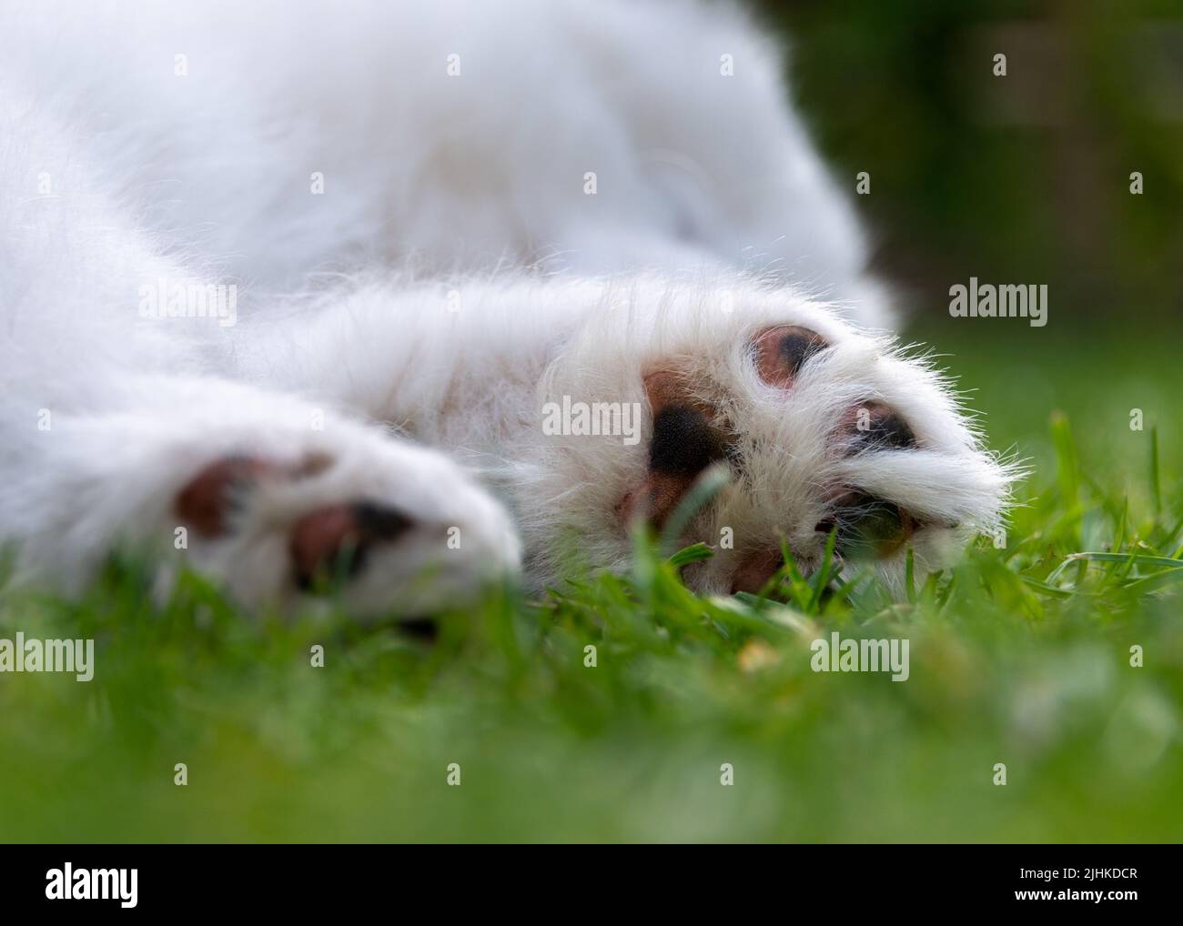 Chiot samoyé Banque D'Images