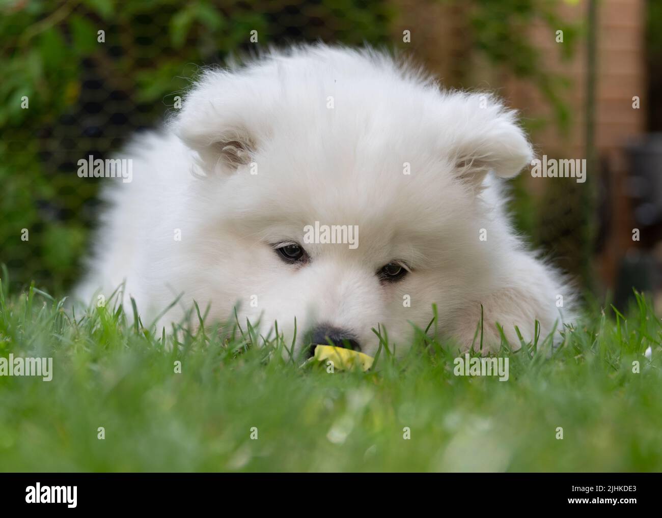 Chiot samoyé Banque D'Images