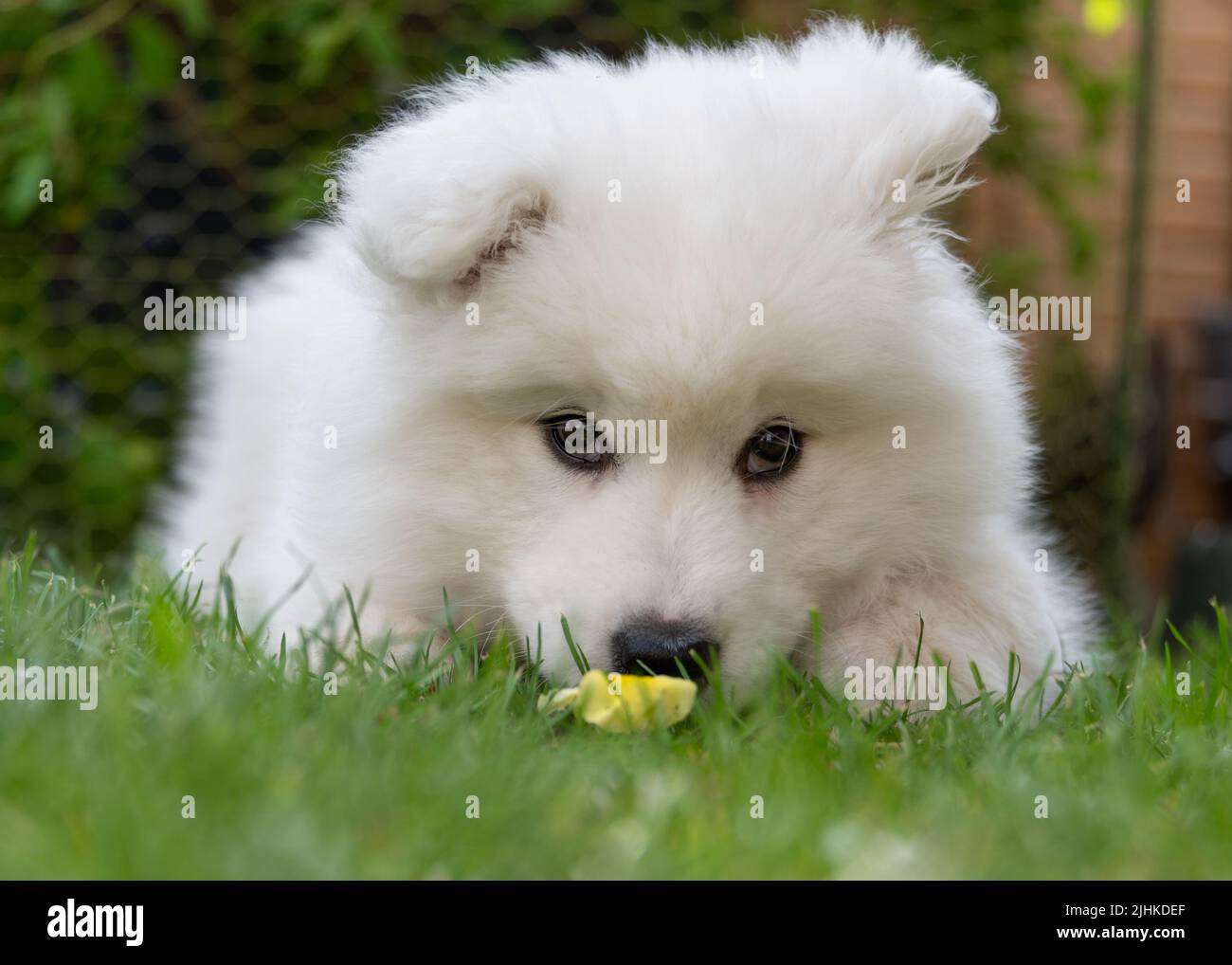 Chiot samoyé Banque D'Images