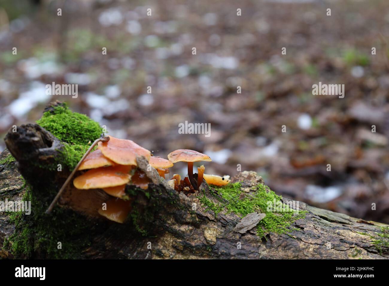 Queue de velours dans la forêt d'hiver, flammulina filiformis Banque D'Images