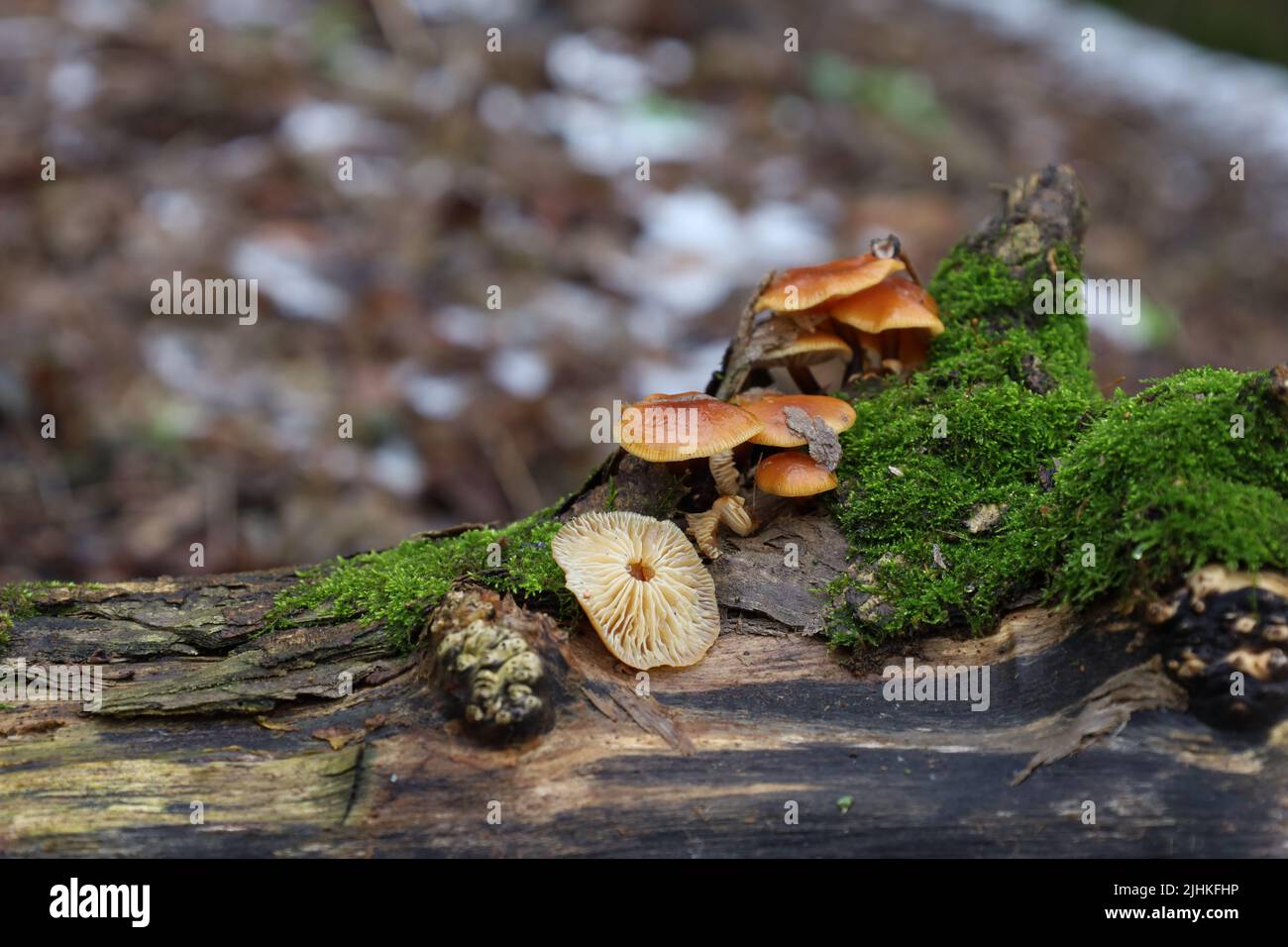 Queue de velours dans la forêt d'hiver, flammulina filiformis Banque D'Images