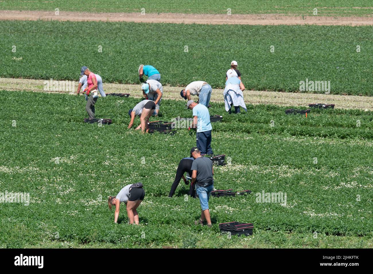 Talalow, Royaume-Uni. 19th juillet 2022. Les ouvriers agricoles cueillant des légumes au soleil flamboyant et chaud le jour le plus chaud jamais enregistré en Angleterre alors que les températures ont atteint 40 degrés aujourd'hui. Les employeurs doivent faire preuve de diligence envers leurs employés en vertu de la Loi sur la santé et la sécurité au travail pour assurer des conditions de travail sécuritaires, mais il est surprenant qu'il n'existe pas de loi sur les températures maximales en milieu de travail. Crédit : Maureen McLean/Alay Live News Banque D'Images