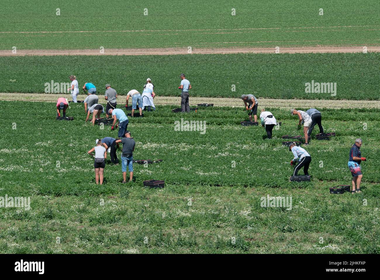 Talalow, Royaume-Uni. 19th juillet 2022. Les ouvriers agricoles cueillant des légumes au soleil flamboyant et chaud le jour le plus chaud jamais enregistré en Angleterre alors que les températures ont atteint 40 degrés aujourd'hui. Les employeurs doivent faire preuve de diligence envers leurs employés en vertu de la Loi sur la santé et la sécurité au travail pour assurer des conditions de travail sécuritaires, mais il est surprenant qu'il n'existe pas de loi sur les températures maximales en milieu de travail. Crédit : Maureen McLean/Alay Live News Banque D'Images