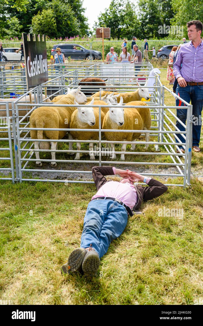 Un fermier prend une sieste à côté de ses moutons à un spectacle agricole Banque D'Images