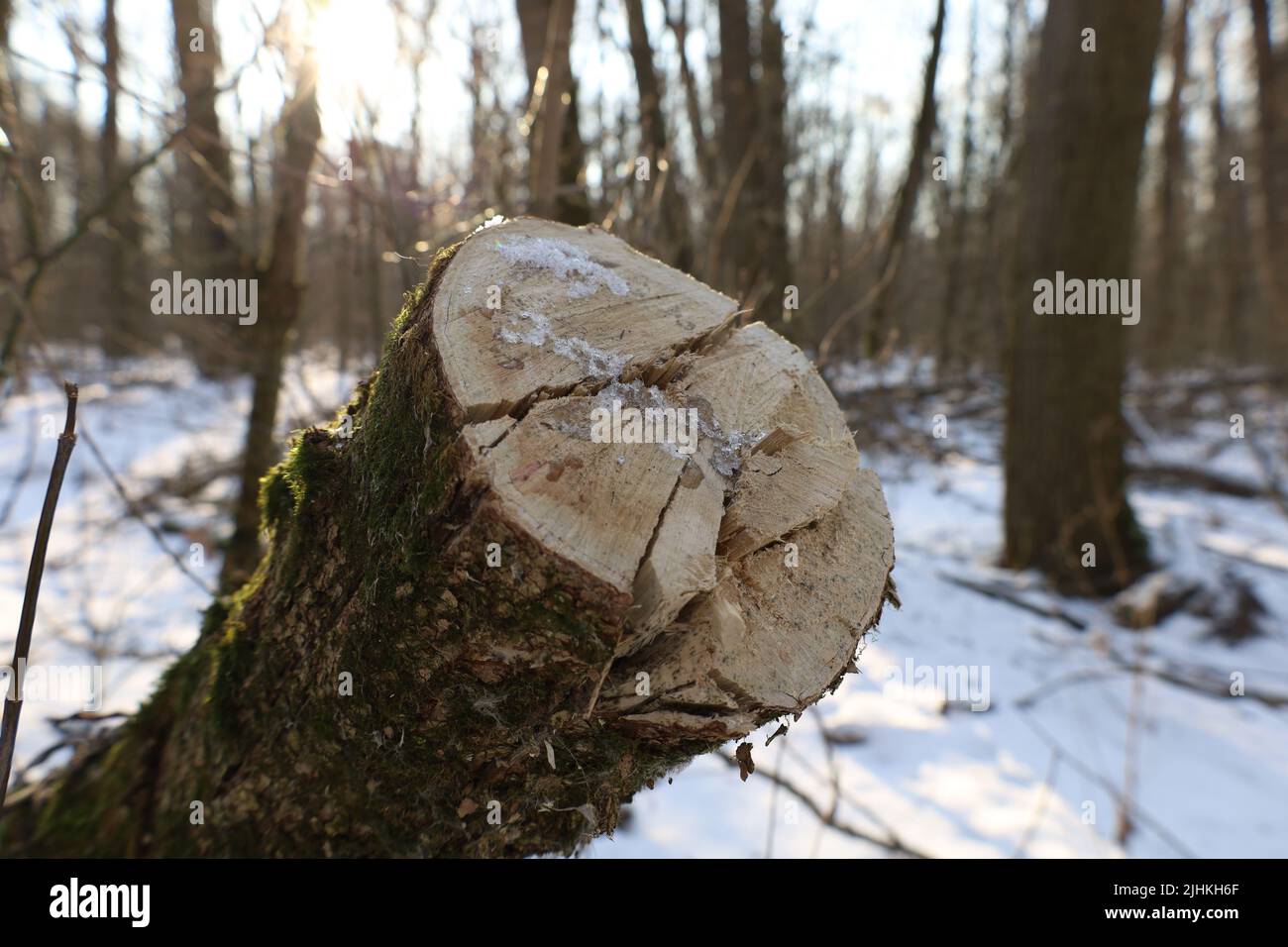 Arbres sciés dans la forêt d'hiver Banque D'Images