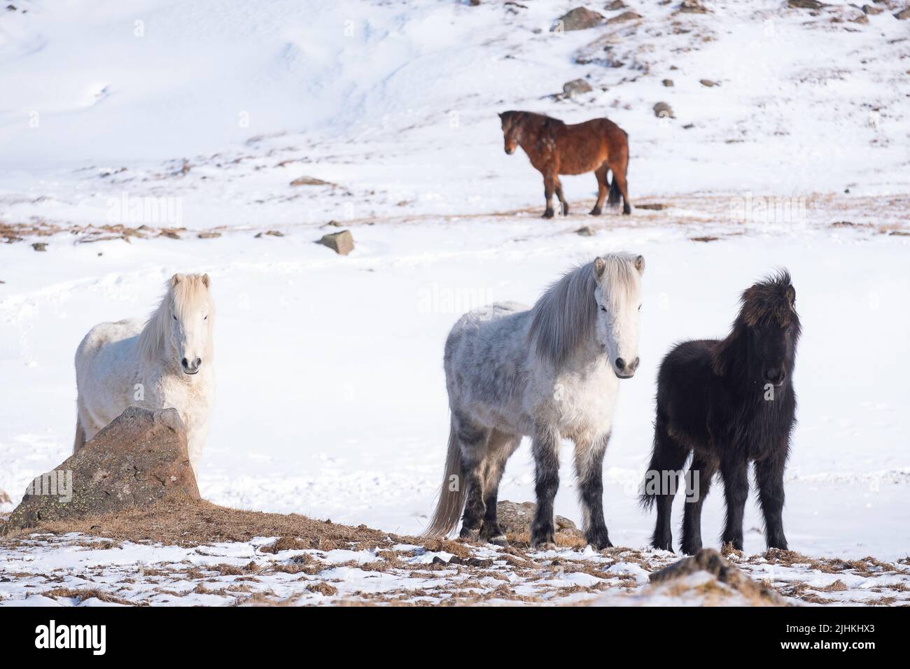 Chevaux islandais en hiver avec de la neige au sol Banque D'Images