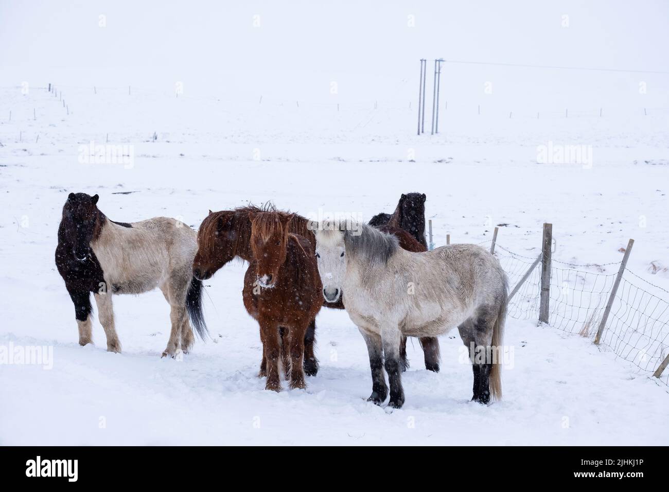 Des chevaux islandais à l'extérieur pendant une tempête de neige hivernale Banque D'Images