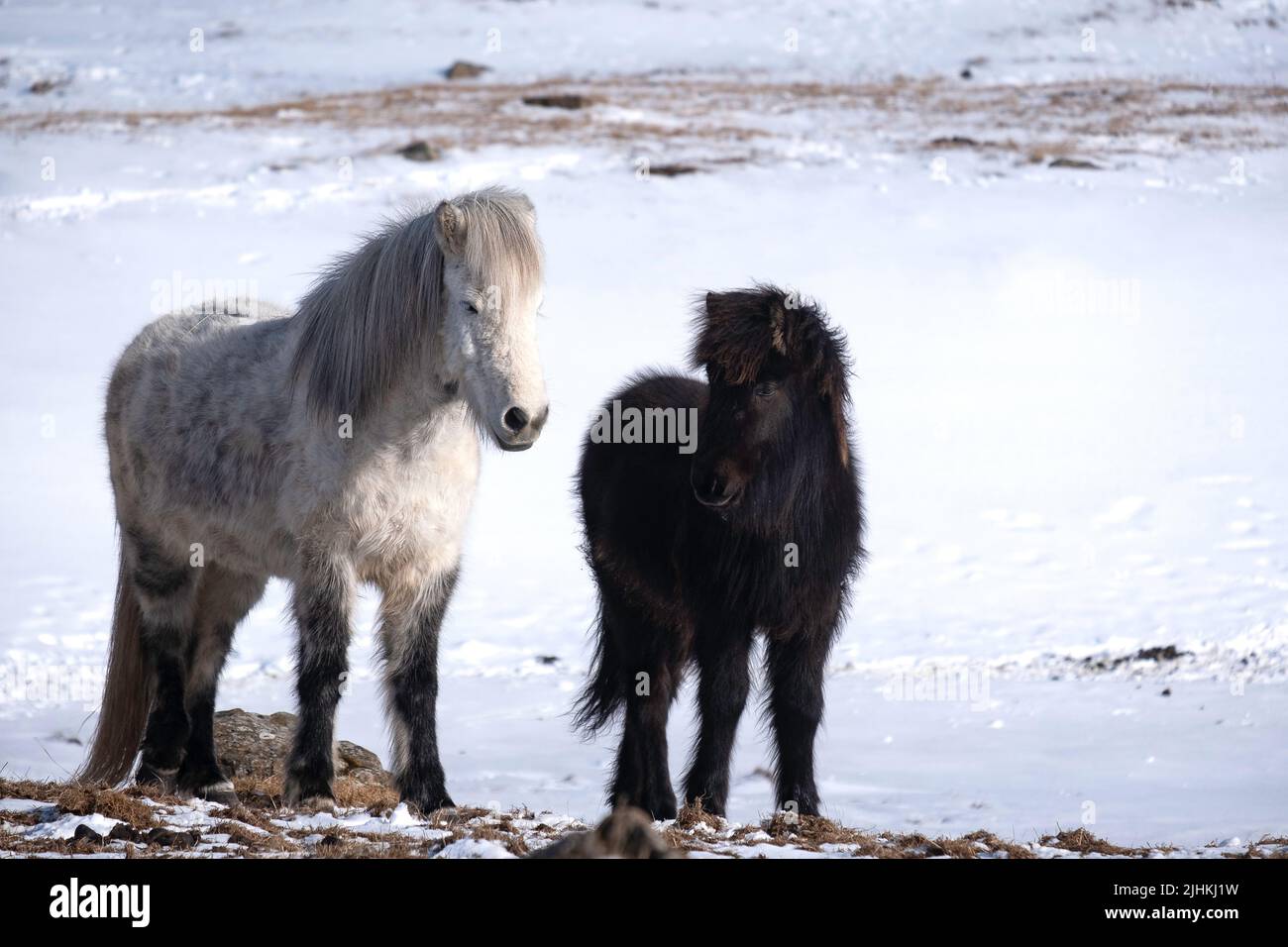 Un cheval islandais avec une progéniture noire tiré en hiver par un froid jour de neige Banque D'Images