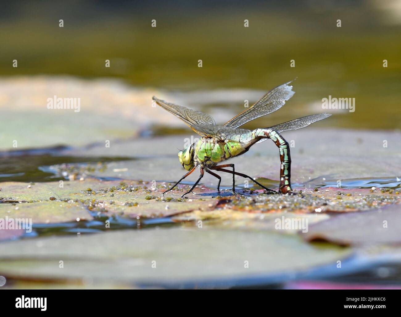 Ponte d'œufs femelle Emperor Dragonfly (Anax imperator), Gvent, pays de Galles, juin Banque D'Images