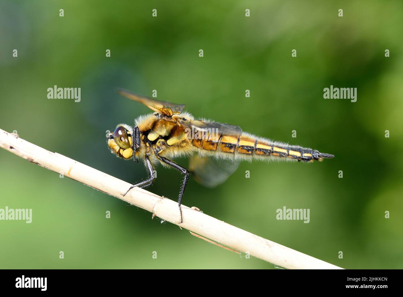 Dragonfly à quatre points de Chaser (Libellula quadrimaculata) reposant sur la perche, montrant l'étendue du corps poilu, Somerset, Angleterre, juin Banque D'Images