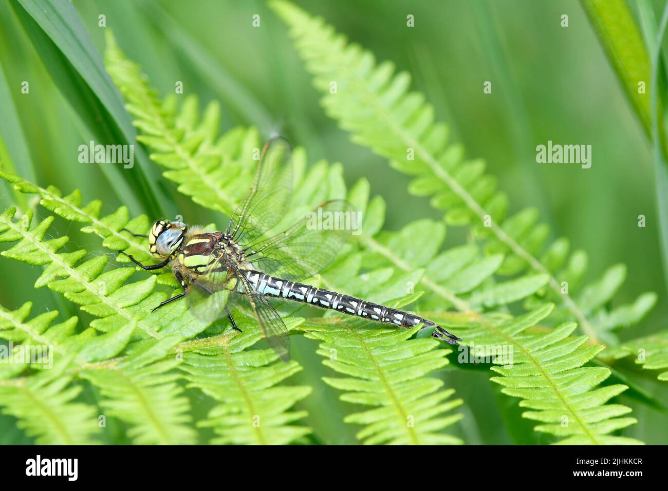Dragonfly poilu (Brachytron pratense) mâle au repos sur la feuille de fougères Somerset, mai, Angleterre Banque D'Images