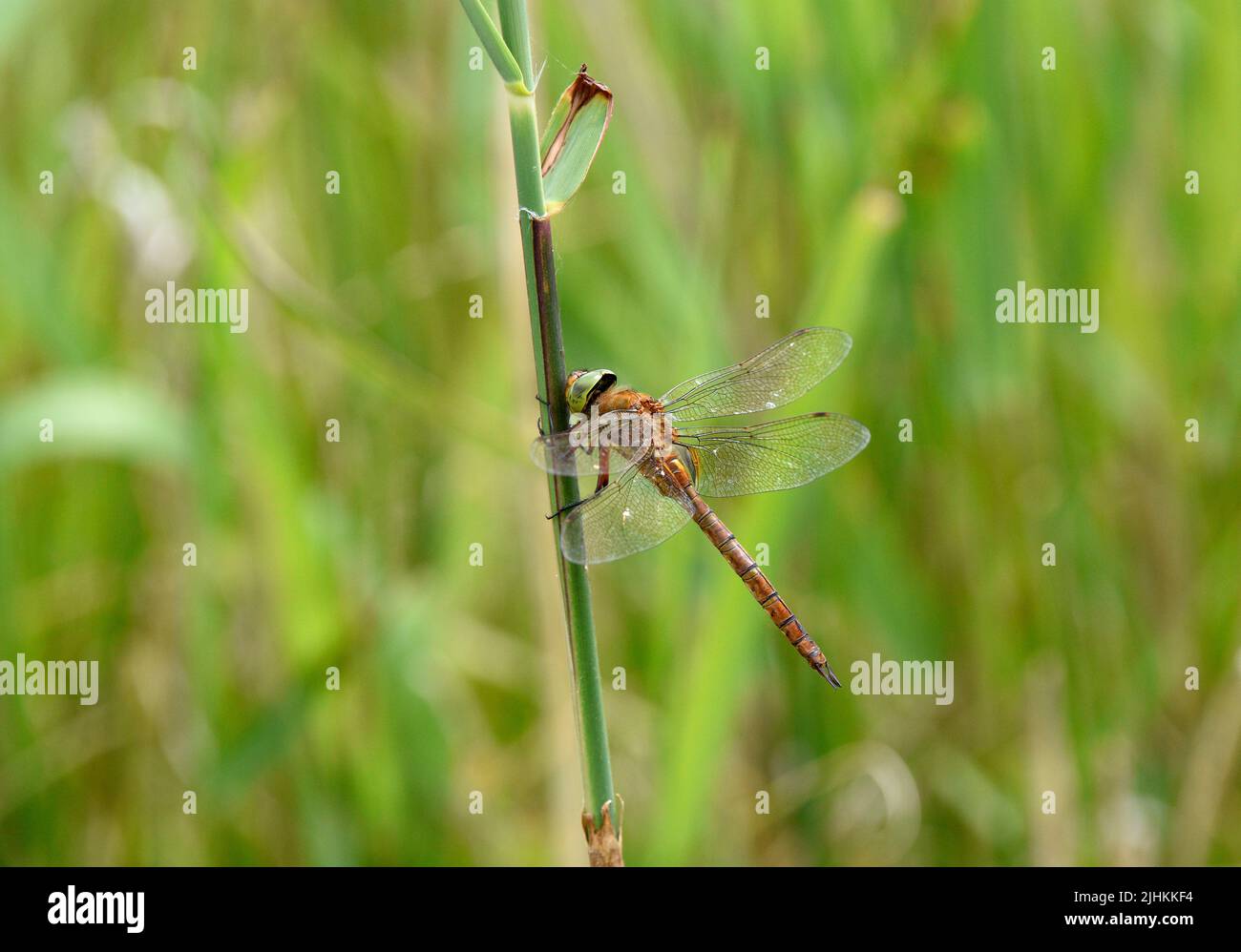 Norfolk Hawker Dragonfly (Aeshna isoceles) perchée sur tige de roseau, Norfolk, Angleterre, juin Banque D'Images