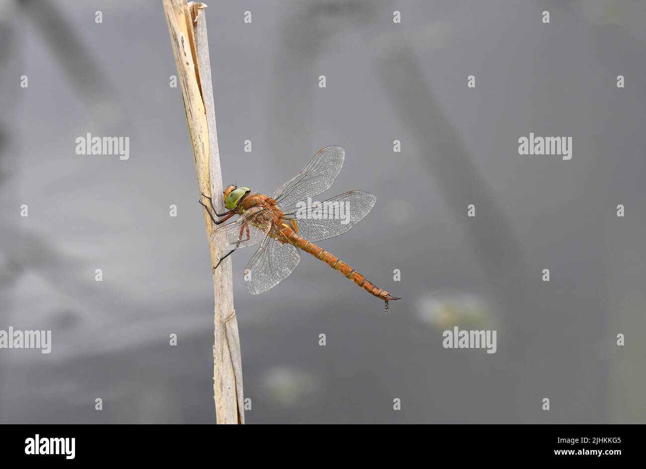Norfolk Hawker Dragonfly (Aeshna isoceles) perchée sur tige de roseau, Norfolk, Angleterre, juin Banque D'Images