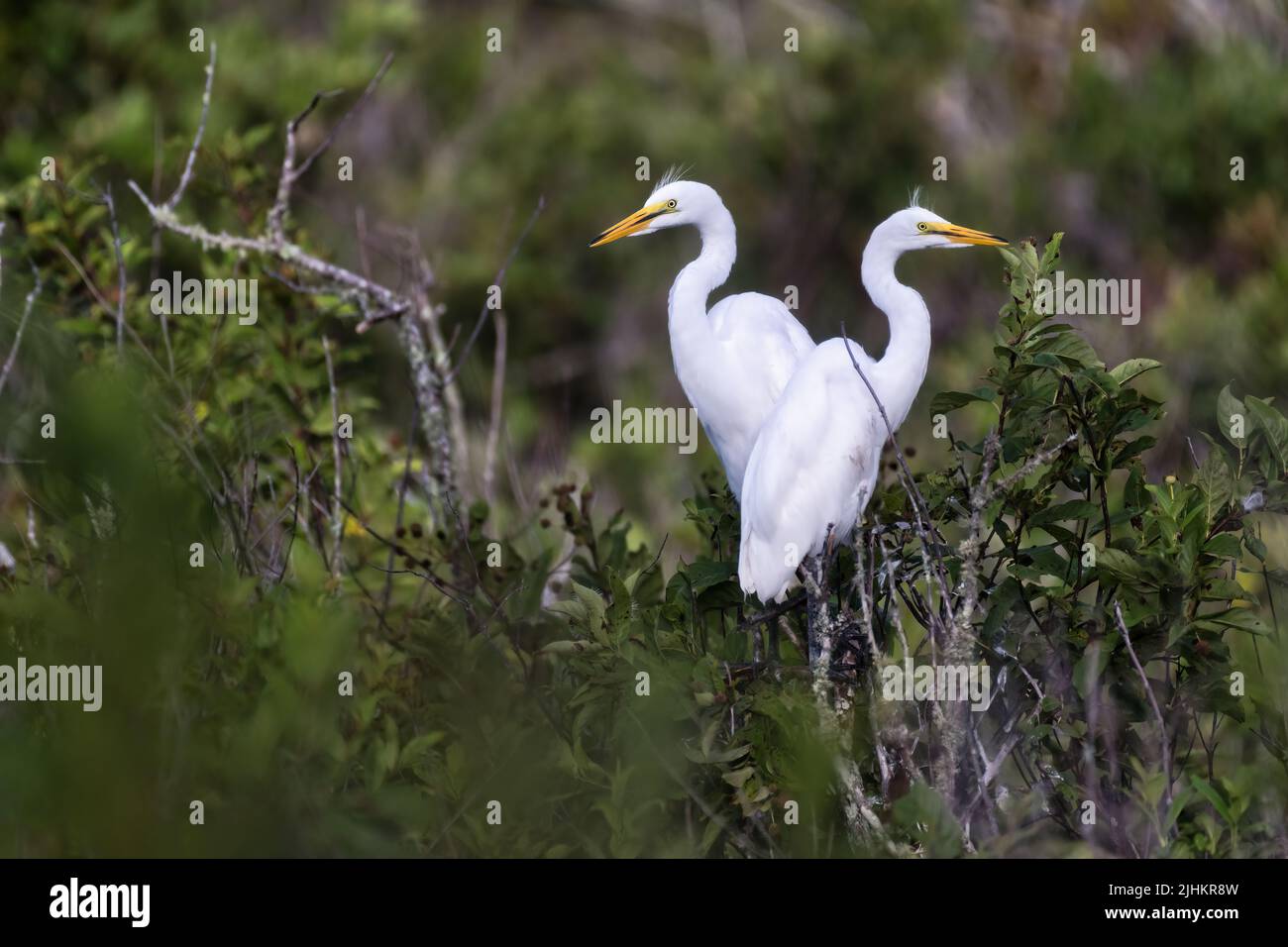 Deux Egrets enneigés se tenant au-dessus de leur nid Banque D'Images