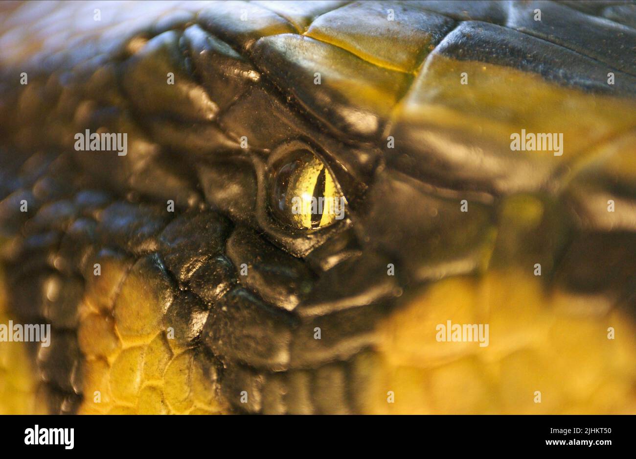 SNAKE EYE, ANACONDAS : LA CHASSE À L'orchidée de sang, 2004 Banque D'Images