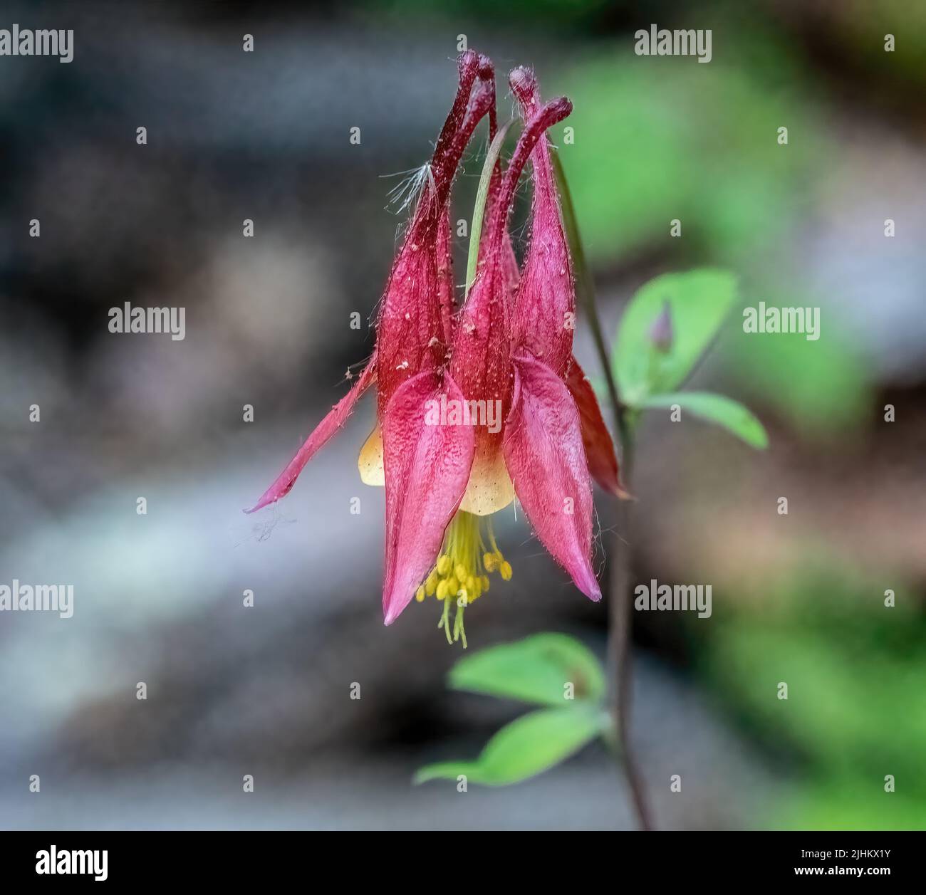 Columbine s'épanouissent le long d'un bois de printemps dans North Branch, Minnesota, États-Unis. Banque D'Images