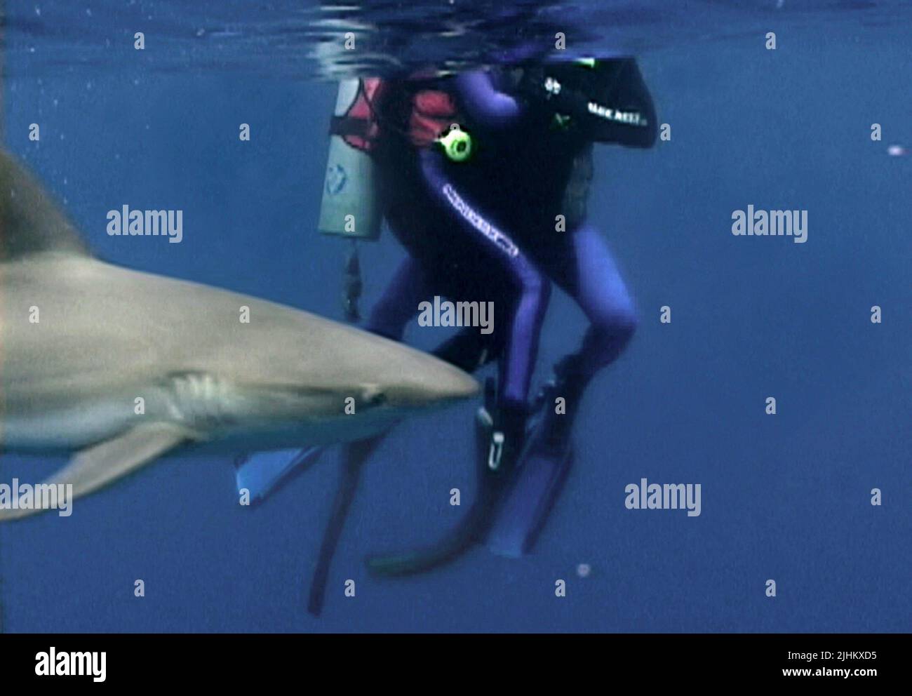 Les cercles de requins, BLANCHARD RYAN, DANIEL TRAVIS, ouvrir l'eau, 2003 Banque D'Images