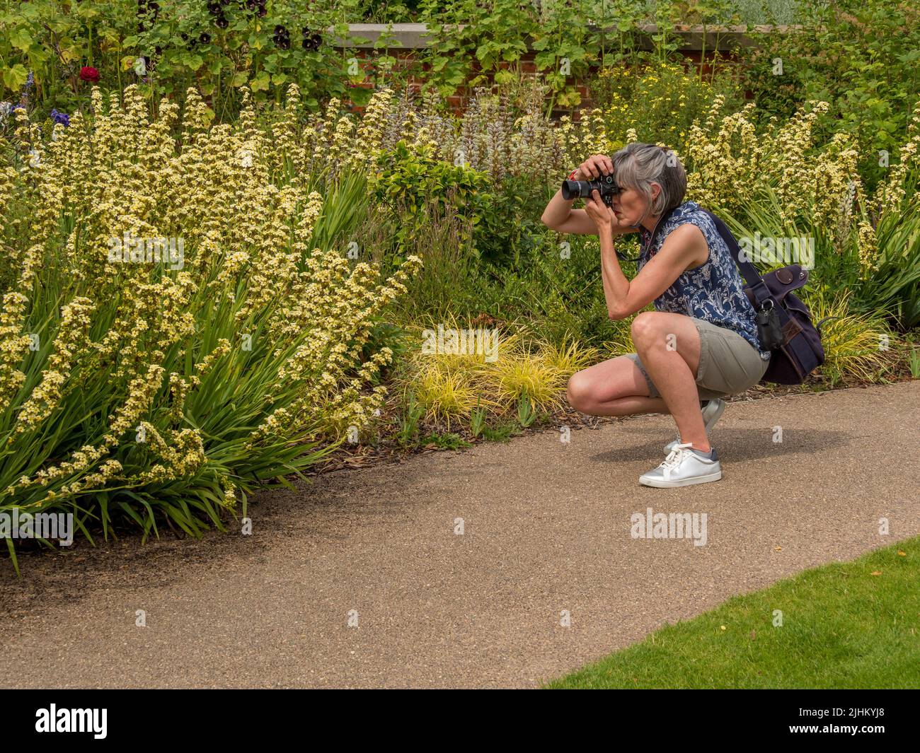 Vêtue de façon décontractée, la femme caucasienne d'âge moyen s'accroupira en photographiant des fleurs de Sisyrinchium qui poussent dans un jardin britannique. Banque D'Images