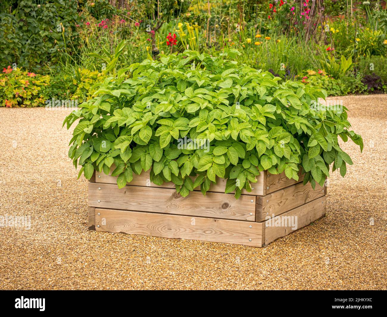 Pommes de terre poussant dans un récipient en bois sur une terrasse en gravier dans un jardin britannique. Banque D'Images