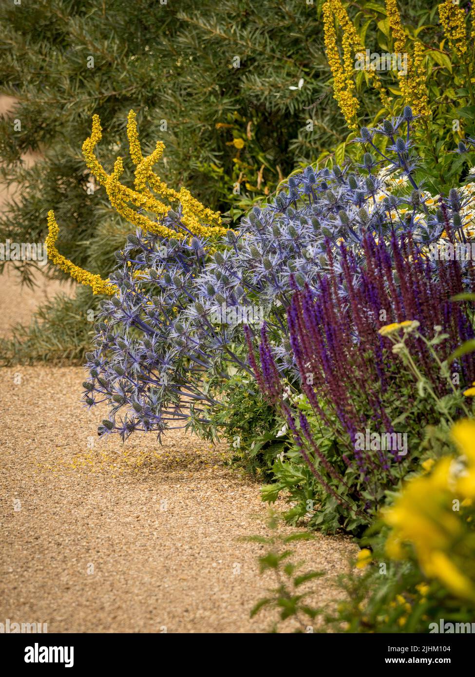 Programme de plantation de prairies pourpres et jaunes dans un jardin britannique en été. Banque D'Images