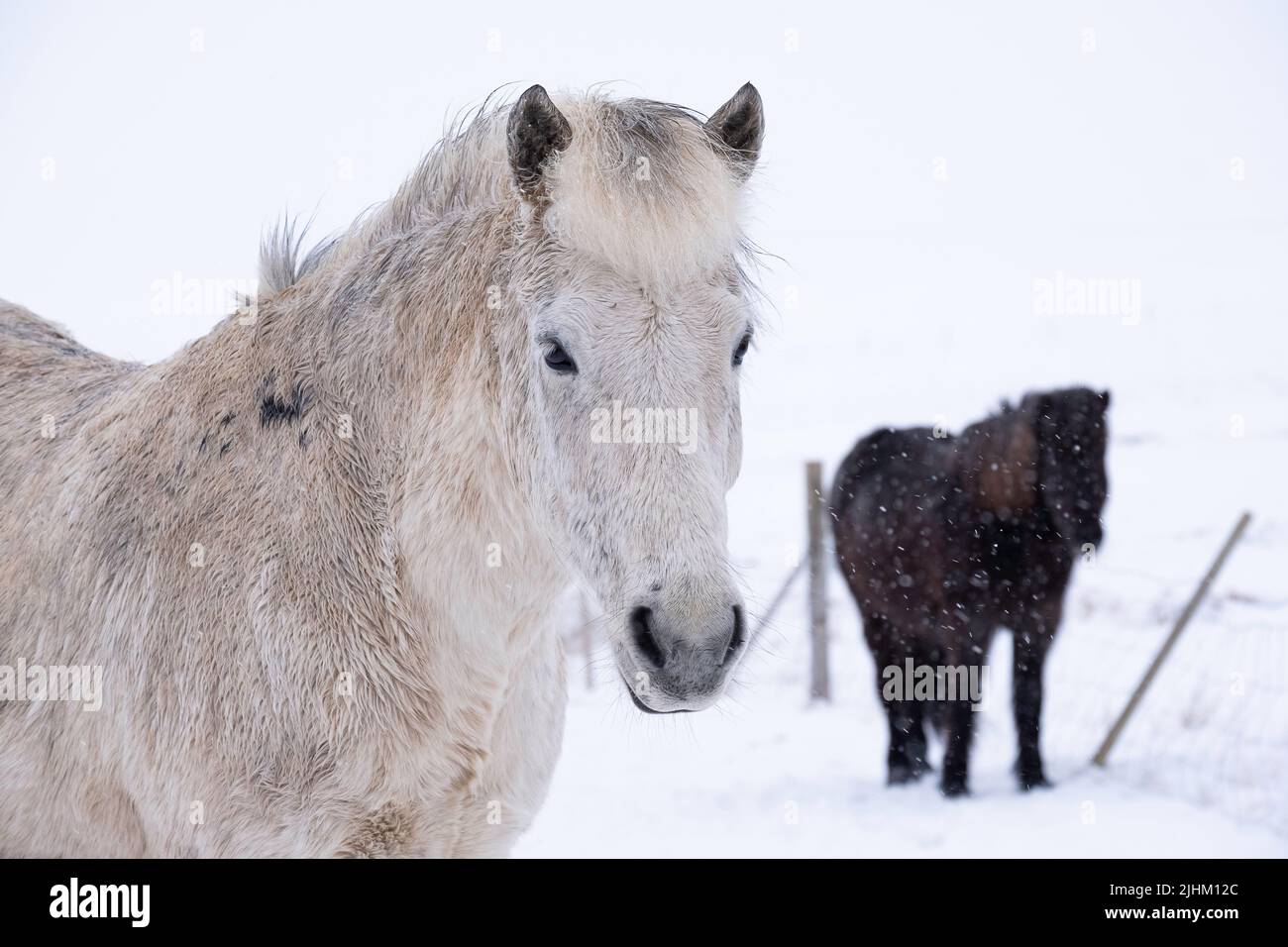 Deux chevaux islandais dehors pendant une tempête de neige en islande hiver Banque D'Images