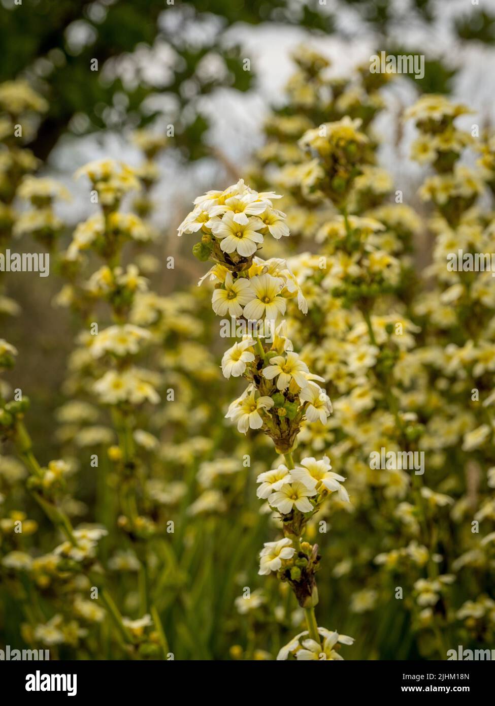 Les fleurs jaune pâle et crémeuses de Sisyrinchium striatum, noms communs herbe-à-yeux-jaune pâle ou fleur de satin. Banque D'Images