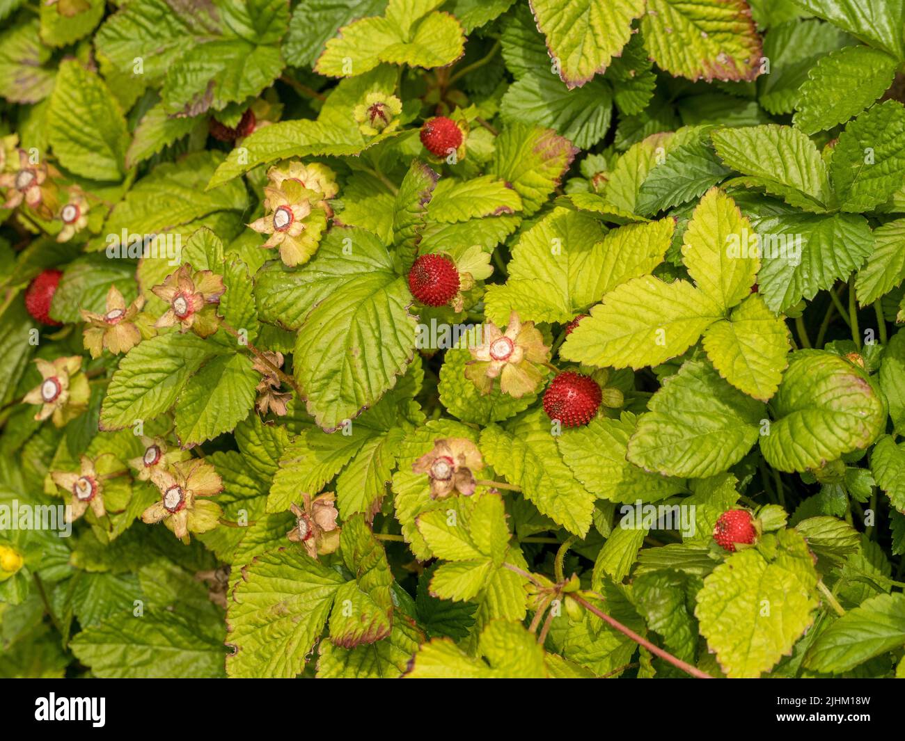 Fraises sauvages poussant dans un jardin britannique. Banque D'Images