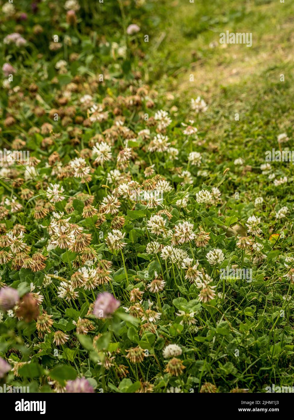 Pelouse de trèfle blanche écologique et durable, qui pousse dans un jardin britannique. Banque D'Images